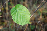 Last green hazel leaf