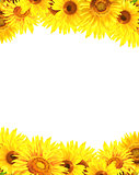 Border with sunflowers