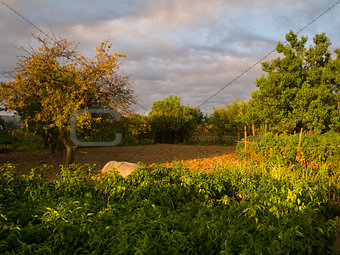 Bio garden in the morning sunrise light