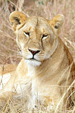 Masai  Mara Lion