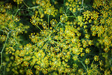 Blooming dill background