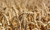 Single ear of ripening wheat against the crop