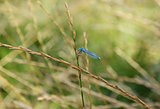 Common damselfly eating a fly