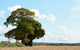 Oak trees border a wheat field in Kent