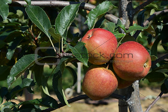 Three red apples ripen on the tree