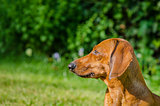 Portrait of dachshund dog at park