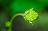 Fresh green strawberry on stem with natural background
