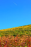 Autumnal vineyards under blue sky in Italy.