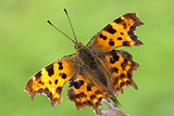 Comma (Polygonia C-Album) Butterfly 