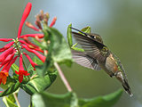 Ruby-Throated Hummingbird at Red Honeysuckle