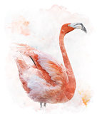 Watercolor Image Of  Flamingo Bird