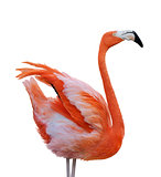Flamingo Bird 