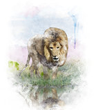 Watercolor Image Of   Lion