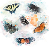 Watercolor Image Of  Butterflies