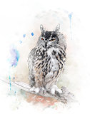 Watercolor Image Of  Owl