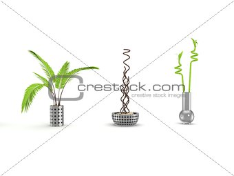 Decorative plants isolated on white.