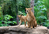 Family of lions