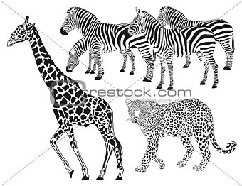 Leopard, Zebra, Giraffe