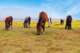Horses in a  field