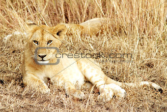 Masai  Mara Lion Cub