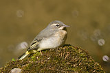 Young Grey Wagtail