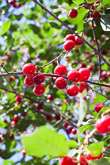 Fresh red cherries on a branch