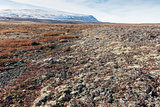 Arctic landscape in summer