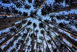 Looking up at tall pine trees  