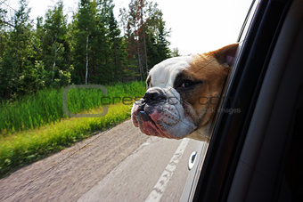Bulldog looking out car window