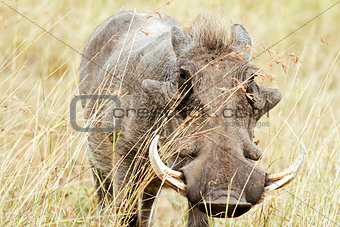 Masai Mara Warthog