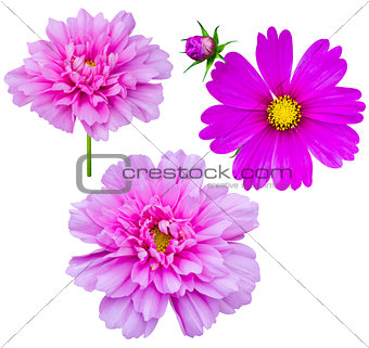 purple flowers cosmos 