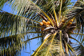 0003-Coconut tree in Mekong Delta