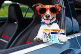 dog drivers license 