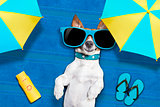 dog summer beach