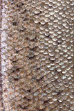 Fish skin texture close up.