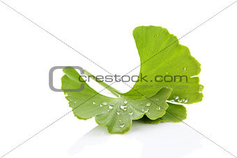Ginkgo leaf with dew.