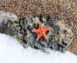 red starfish