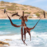 Drying octopus on sun. Crete, Greece.