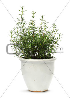 Rosemary in white clay pot