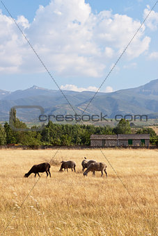 Sheep flock grazing