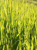 Candid shot of long blades of green grass in a mountain meadow