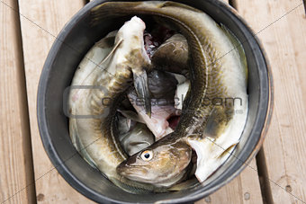 Fresh cod in a bucket