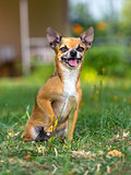 Doggie Chihuahua