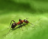 Lone ant on green leaf