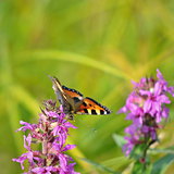 Aglais urticae butterfly on purple blossom