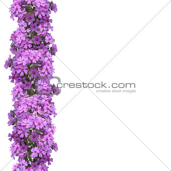 Vertical seamless pattern of flowers phlox.