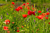red poppy and wild flowers in the meadow