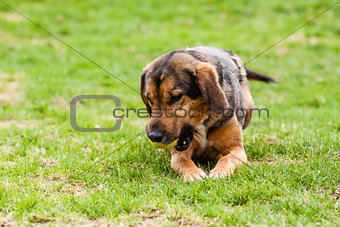 Mutt of puppy german shepherd dog