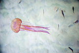 Jellyfish swimming in a sea