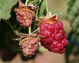 Raspberries. Growing Organic Berries closeup. Ripe raspberry in 